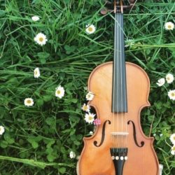 Perepepe - Violino di Viola